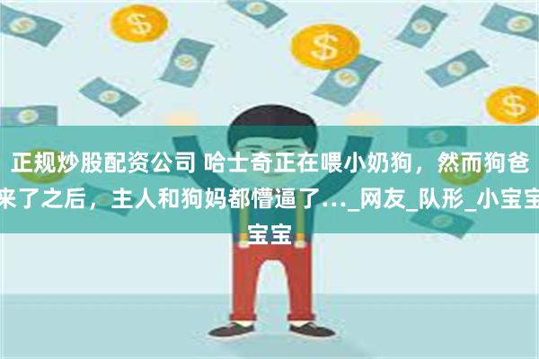 正规炒股配资公司 哈士奇正在喂小奶狗，然而狗爸来了之后，主人和狗妈都懵逼了…_网友_队形_小宝宝